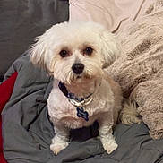 Rocket is registered to the contest to win money with this photo: animal, bed, blanket, collar, companion, cozy, cute, cute_pet, dog, domestic, fluffy, fur, indoor, looking_at_camera, pet, relaxed, sitting, small_dog, soft, white_dog