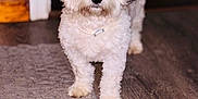 Rocket is registered to the contest to win money with this photo: animal, canine, collar, companion, curious, cute, dog, domestic, ears, fluffy, fur, indoor, looking_at_camera, pet, portrait, rug, small_dog, standing, white_dog, wooden_floor