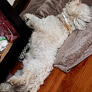 Rocket joined the competition — help win amazing prizes! accessory, bed, collar, cozy, dog, fluffy, fur_texture, hardwood_floor, home, indoor, lying_down, nap, paws, pet, pillow, relaxed, sleeping, small_dog, tail, white_fur