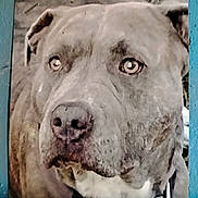 Chewy joined the competition — help win amazing prizes! dog, close_up, portrait, animal, pet, face, canine, fur, nostrils, ears, collar, brown, white, expression, background, texture, wall, photo, print, pinned