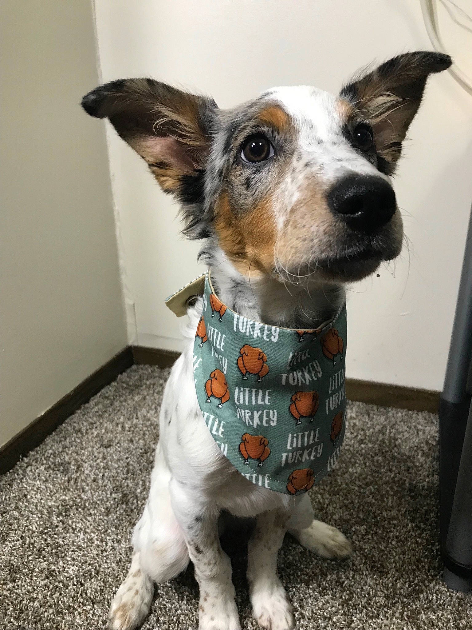 Bandit joined the competition — help win amazing prizes! canidae, carnivore, collar, companion_dog, dog, dog_breed, dog_clothes, dog_collar, dog_supply, fawn, fur, non_sporting_group, pet_supply, snout, sporting_group, terrestrial_animal, texas_heeler, whiskers, working_animal, working_dog