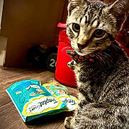 Handsome is registered to the contest to win money with this photo: cat, tabby, collar, bell, pet_treats, floor, wooden_floor, red_container, dumbbell, indoor, closeup, animal, fur, whiskers, eyes, sitting, looking_back, pet, domestic_cat, household