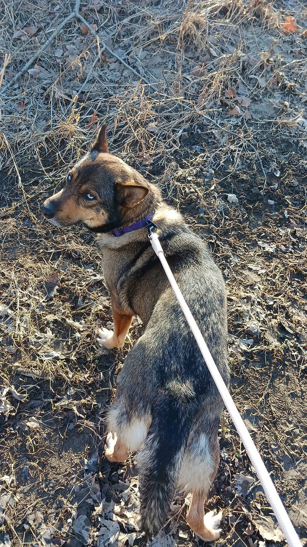 Harper is registered to the contest to win money with this photo: adventure, canidae, canis, carnivore, companion_dog, dog, dog_breed, dog_hiking, fur, leash, paw, shadow, snout, soil, sporting_group, tail, terrestrial_animal, tracking_trial, working_dog