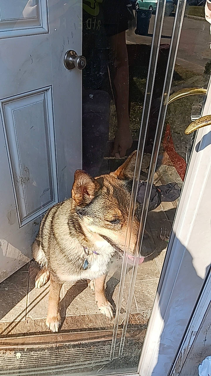 Harper joined the competition — help win amazing prizes! animal_shelter, carnivore, companion_dog, dog, dog_breed, door, fawn, felidae, flooring, fur, gas, home_door, metal, small_to_medium_sized_cats, tail, vehicle_door, whiskers, window, wood, working_animal