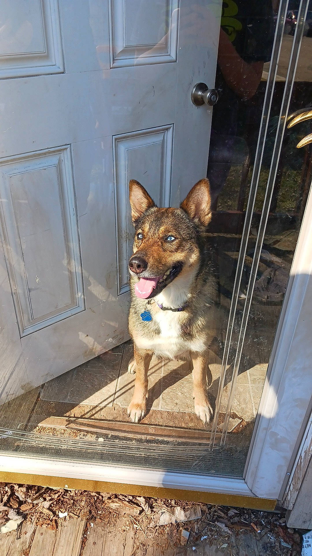 Harper joined the competition — help win amazing prizes! canidae, carnivore, collar, companion_dog, dog, dog_breed, door, fawn, fixture, home_door, metal, pet_supply, snout, whiskers, window, wood, working_animal, working_dog