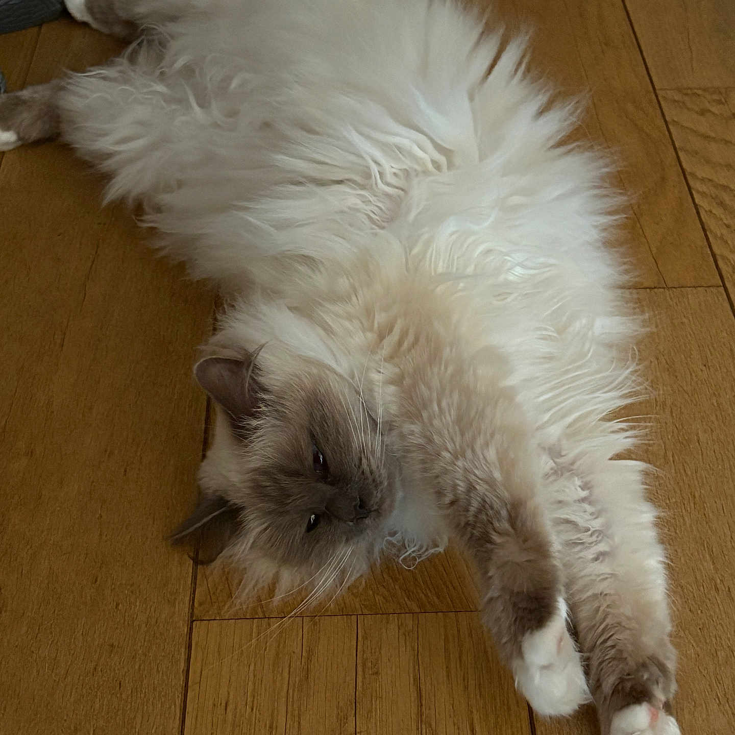 Reva participe au concours pour gagner de l'argent avec cette photo : animal, cat, cozy, cute, domestic_cat, feline, fluffy, fur, indoor, long_fur, mammal, paws, pet, relaxed, resting, sleepy, stretching, whiskers, white_paws, wooden_floor