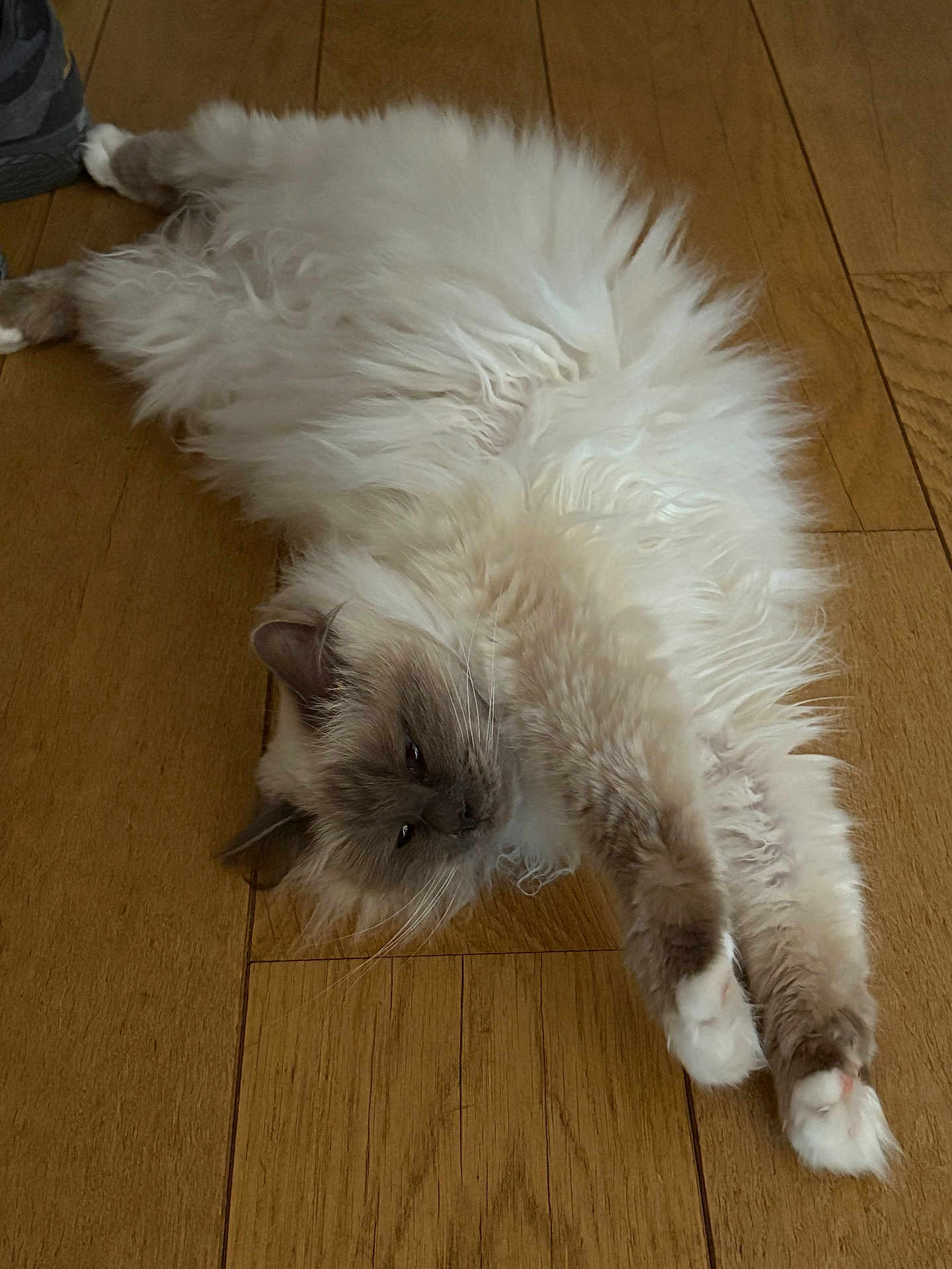 Reva participe au concours pour gagner de l'argent avec cette photo : cat, fluffy, stretching, relaxed, wooden_floor, pet, feline, indoor, animal, white_paws, long_fur, resting, cozy, mammal, cute, domestic_cat, sleepy, whiskers, paws, fur