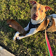 Prince is registered to the contest to win money with this photo: dog, pet, grass, outdoors, lying_down, stick, harness, leash, tan_fur, white_fur, blue_eyes, brown_eyes, animal_portrait, sunlight, park, lawn, playtime, curious, cute, photography