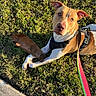 dog, pet, grass, outdoors, lying_down, stick, harness, leash, tan_fur, white_fur, blue_eyes, brown_eyes, animal_portrait, sunlight, park, lawn, playtime, curious, cute, photography