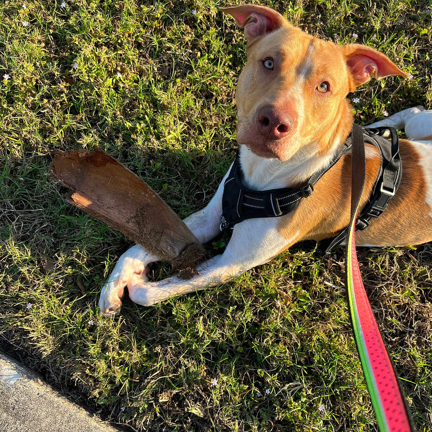 Prince is registered to the contest to win money with this photo: dog, pet, grass, outdoors, lying_down, stick, harness, leash, tan_fur, white_fur, blue_eyes, brown_eyes, animal_portrait, sunlight, park, lawn, playtime, curious, cute, photography