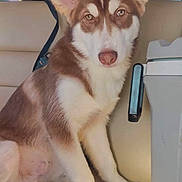 Dude joined the competition — help win amazing prizes! dog, puppy, canine, pet, sitting, car, vehicle, back_seat, interior, brown_and_white, floppy_ears, pointed_ears, blue_eyes, white_chest, paws, sunlight, travel, portrait, adorable, photography