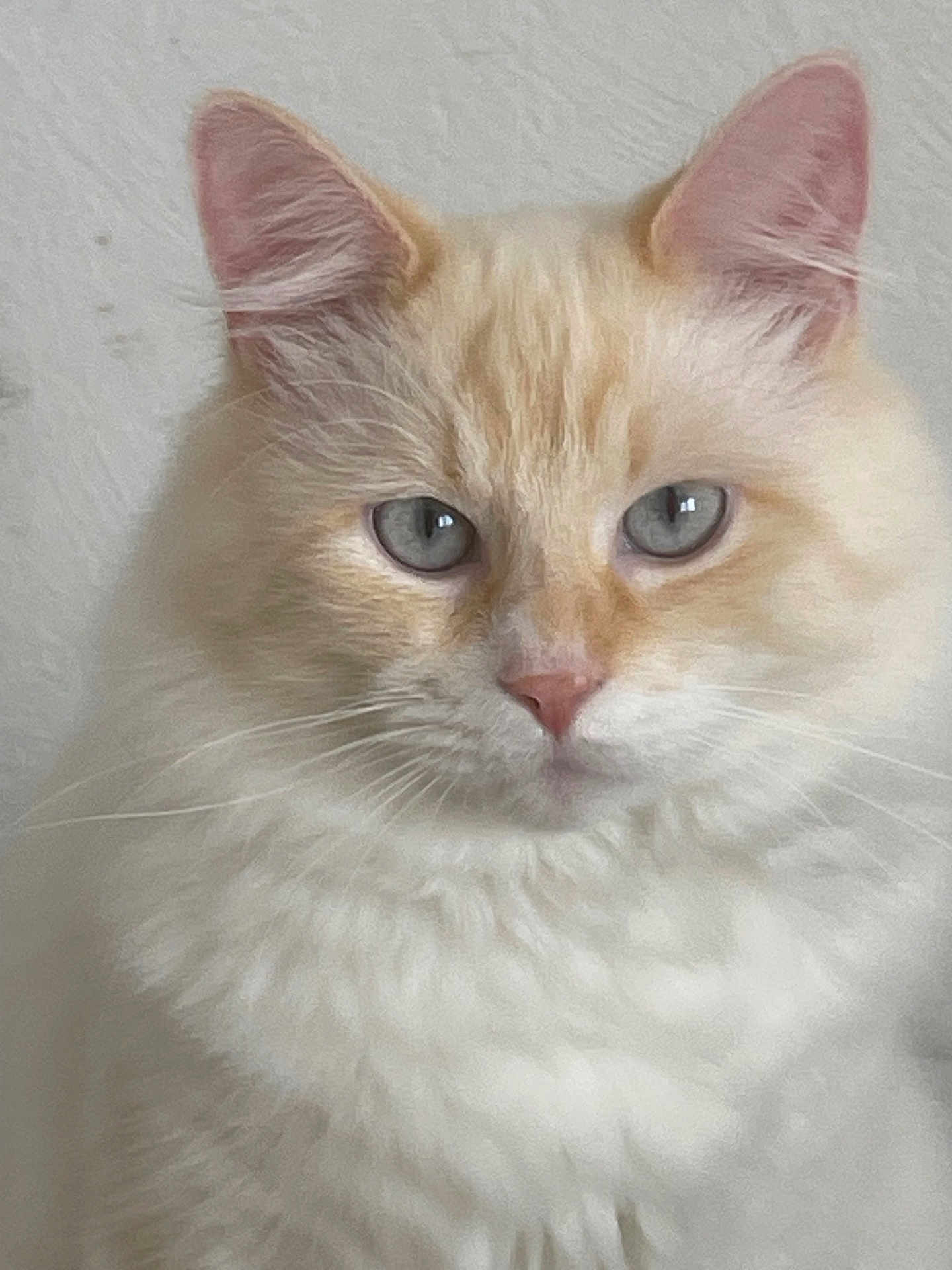 Oups a rejoint le concours — aidez-le/la à gagner de superbes lots ! cat, fluffy, cream_colored, blue_eyes, pet, feline, whiskers, cute, animal, close_up, portrait, indoor, soft_fur, ears, nose, calm, curious, face, domestic_cat, mammal