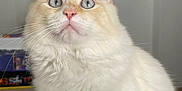 Oups participe au concours pour gagner de l'argent avec cette photo : abyssinian, angora, animal, cat, computer, computerhardware, computerkeyboard, electronics, hardware, kitten, laptop, manx, monitor, pc, pet, screen, siamese, text, tv, white