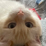 Oups participe au concours pour gagner de l'argent avec cette photo : animal, cat, close_up, cozy, curious, cute, ears, feline, furry, indoor, lying_down, nose, pet, pink_nose, portrait, relaxed, soft_fur, upside_down, whiskers, wide_eyes