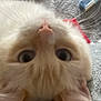 cat, close_up, upside_down, curious, wide_eyes, feline, whiskers, nose, ears, soft_fur, pet, indoor, cozy, relaxed, animal, cute, portrait, furry, lying_down, pink_nose
