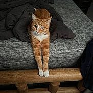Blaze is registered to the contest to win money with this photo: cat, orange_tabby, white_paws, bed, blanket, wooden_footboard, grey_bedspread, indoor, carpet, plush_toy, feline, pet, stretching, curious, cozy, furniture, animal, domestic, resting, soft_toy