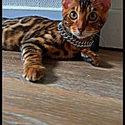 Arès participe au concours pour gagner de l'argent avec cette photo : bengal_cat, cat, pet, indoor, floor, wooden_floor, collar, chain_collar, animal, feline, curious, lying_down, close_up, ears, whiskers, striped, spotted, domestic_cat, cute, eye_contact