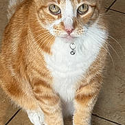 Garfiel joined the competition — help win amazing prizes! animal, bell, cat, collar, cute, domestic_cat, ears, eyes, feline, floor, fur, indoor, looking, orange_cat, pet, portrait, sitting, tile_floor, whiskers, white_cat