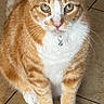 cat, orange_cat, white_cat, pet, indoor, floor, tile_floor, collar, bell, sitting, feline, animal, cute, domestic_cat, whiskers, ears, eyes, fur, looking, portrait