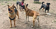Spike is registered to the contest to win money with this photo: alert, animal, backyard, canine, collar, daylight, dirt, dog, fence, fire_pit, four_dogs, grass, harness, mixed_breeds, outdoor, pet, playful, suburban, tree, yard