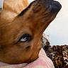 Spike joined the competition — help win amazing prizes! animal, blanket, blurry, brown, close_up, companion, cozy, dog, eye, fabric, fur, indoors, leopard_print, pet, pink, portrait, resting, sleepy, snout, soft