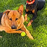 Spike is registered to the contest to win money with this photo: alert, animal, canine, collar, companions, dog, dogs, friendship, grass, greenery, lawn, nature, outdoor, pet, playing, relaxed, summer, sunlight, tennis_ball, two_animals