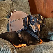 Rambo joined the competition — help win amazing prizes! dog, dachshund, pet, indoor, armchair, backpack, furniture, brown, black, tan, relaxed, canine, leisure, companion, home, cozy, resting, seat, animal, domestic