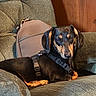 animal, armchair, backpack, black, brown, canine, companion, cozy, dachshund, dog, domestic, furniture, home, indoor, leisure, pet, relaxed, resting, seat, tan