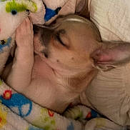 Chico joined the competition — help win amazing prizes! animal, bed, blanket, closeup, colorful, comfort, cozy, cute, dog, fur, indoors, paw, peaceful, puppy, relaxation, rest, sleeping, snuggle, soft, warm
