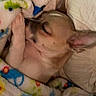 animal, bed, blanket, closeup, colorful, comfort, cozy, cute, dog, fur, indoors, paw, peaceful, puppy, relaxation, rest, sleeping, snuggle, soft, warm