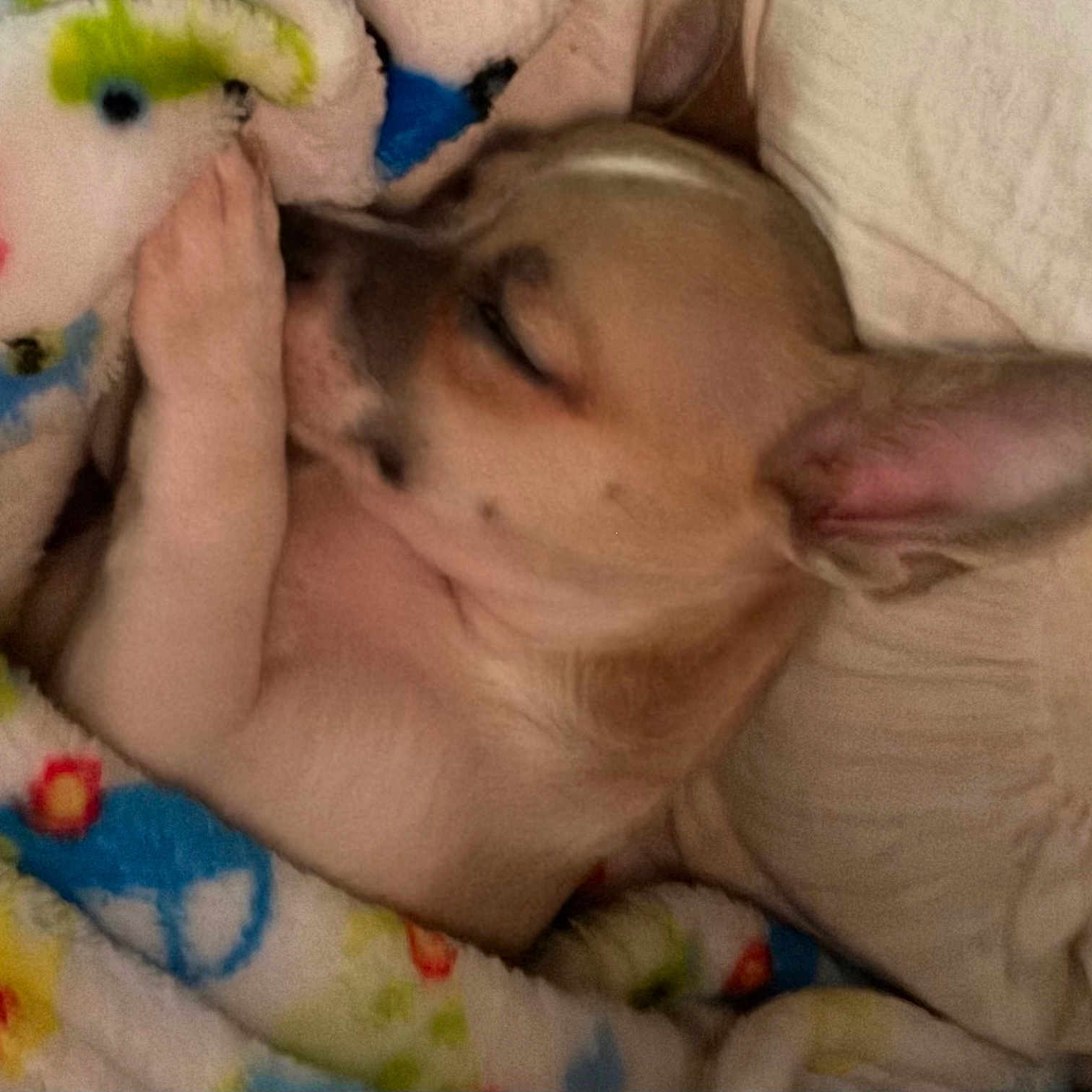 Chico