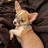 animal, blanket, brown, collar, cozy, cute, dog, ears, fur, indoor, looking_back, lying_down, pet, puppy, resting, small_dog, soft, tan, toy, white