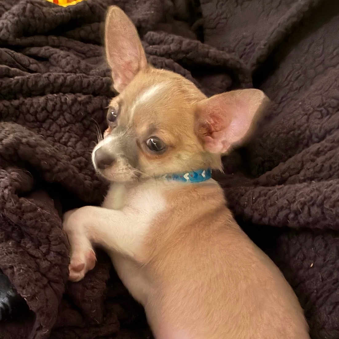 Chico