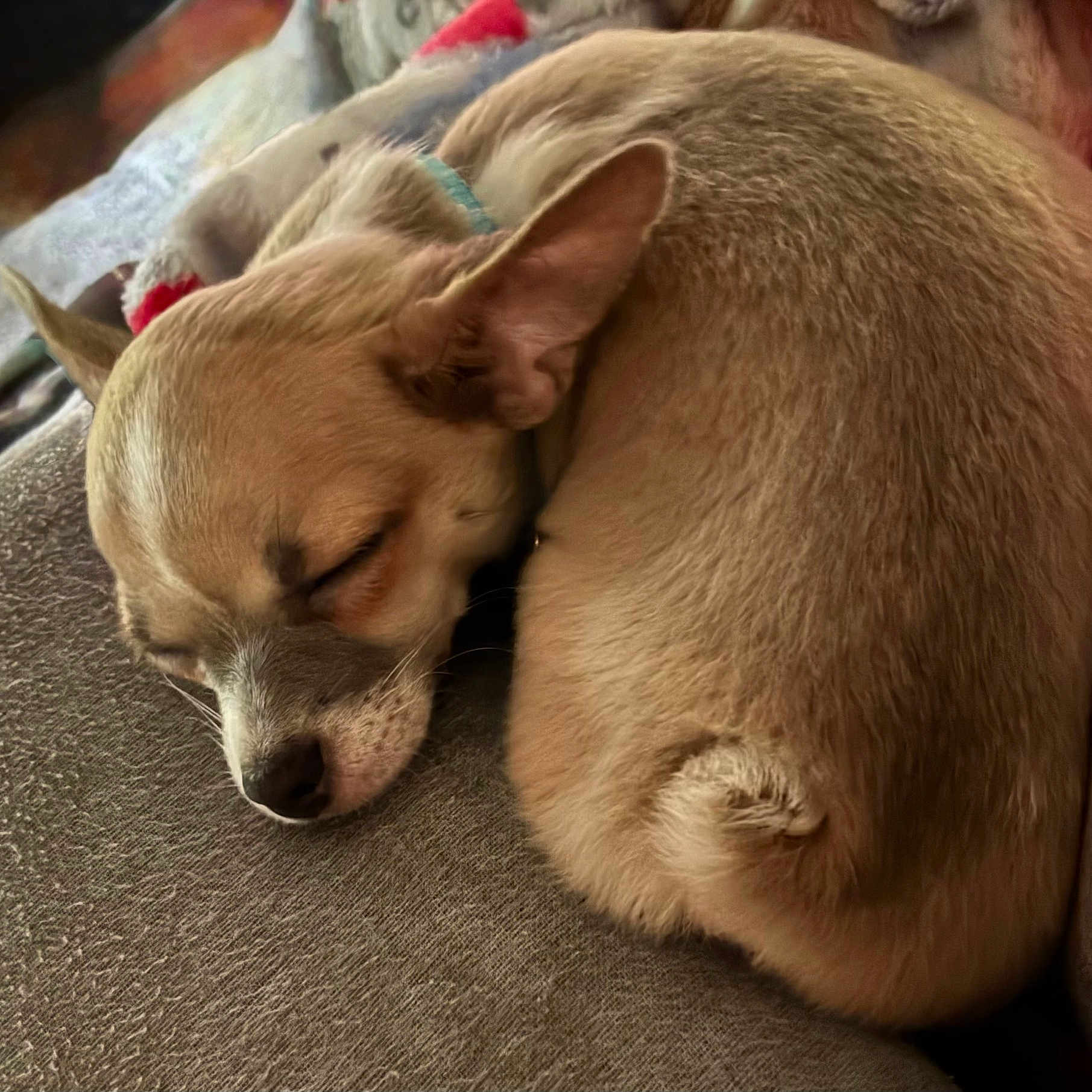 Chico