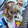 Chico is registered to the contest to win money with this photo: puppy, dog, blanket, pet_bed, cozy, cute, small_dog, fur, ears, eyes, snug, colorful, plush, resting, indoor, soft, comfort, animal, young, looking_up