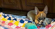 Chico is registered to the contest to win money with this photo: puppy, dog, toy, blanket, colorful, indoor, wooden_cabinet, pet, small_dog, playful, ears, fur, floor, cute, animal, domestic, young, pet_toy, resting, cozy