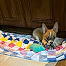 puppy, dog, toy, blanket, colorful, indoor, wooden_cabinet, pet, small_dog, playful, ears, fur, floor, cute, animal, domestic, young, pet_toy, resting, cozy