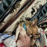Chico joined the competition — help win amazing prizes! dog, puppy, small_dog, blue_collar, blanket, animal, pet, indoor, resting, cute, cozy, fur, paw, sleepy, canine, patterned_blanket, relaxing, brown_dog, home, cute_pet