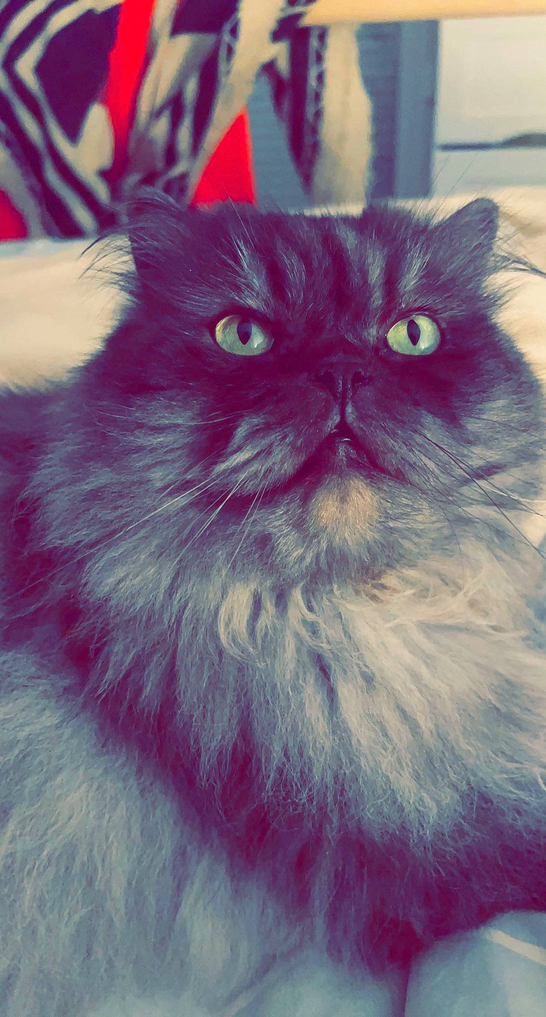 Mirliton a rejoint le concours — aidez-le/la à gagner de superbes lots ! art, carnivore, cat, circle, close_up, electric_blue, eye, fawn, felidae, fur, illustration, iris, magenta, pattern, plant, small_to_medium_sized_cats, snout, symmetry, terrestrial_animal, whiskers