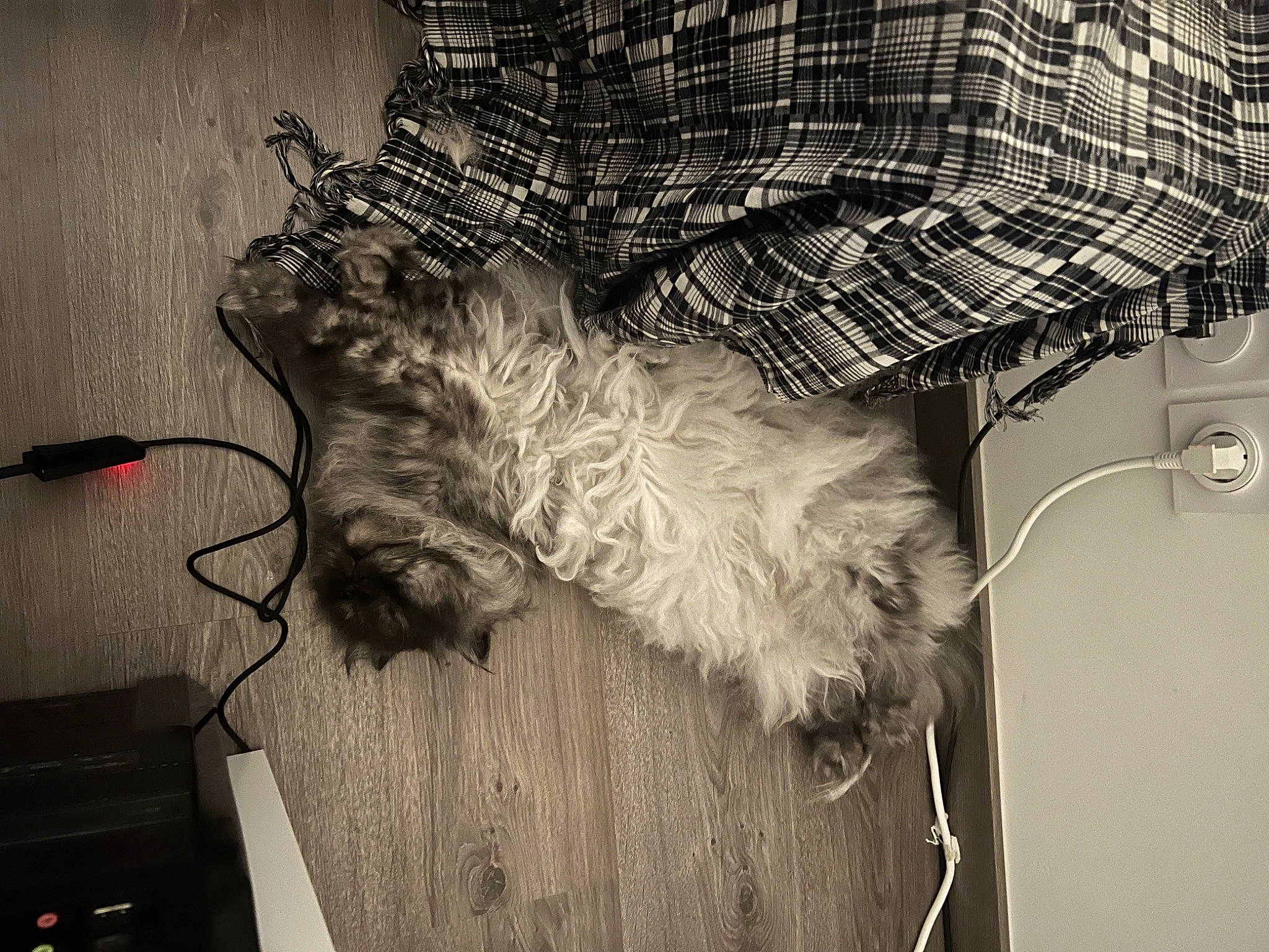 Mirliton a rejoint le concours — aidez-le/la à gagner de superbes lots ! canidae, carnivore, companion_dog, dog, dog_breed, dog_supply, flooring, fur, grey, monochrome, monochrome_photography, pet_supply, room, snout, sporting_group, tail, vertebrate, whiskers, wool, working_animal