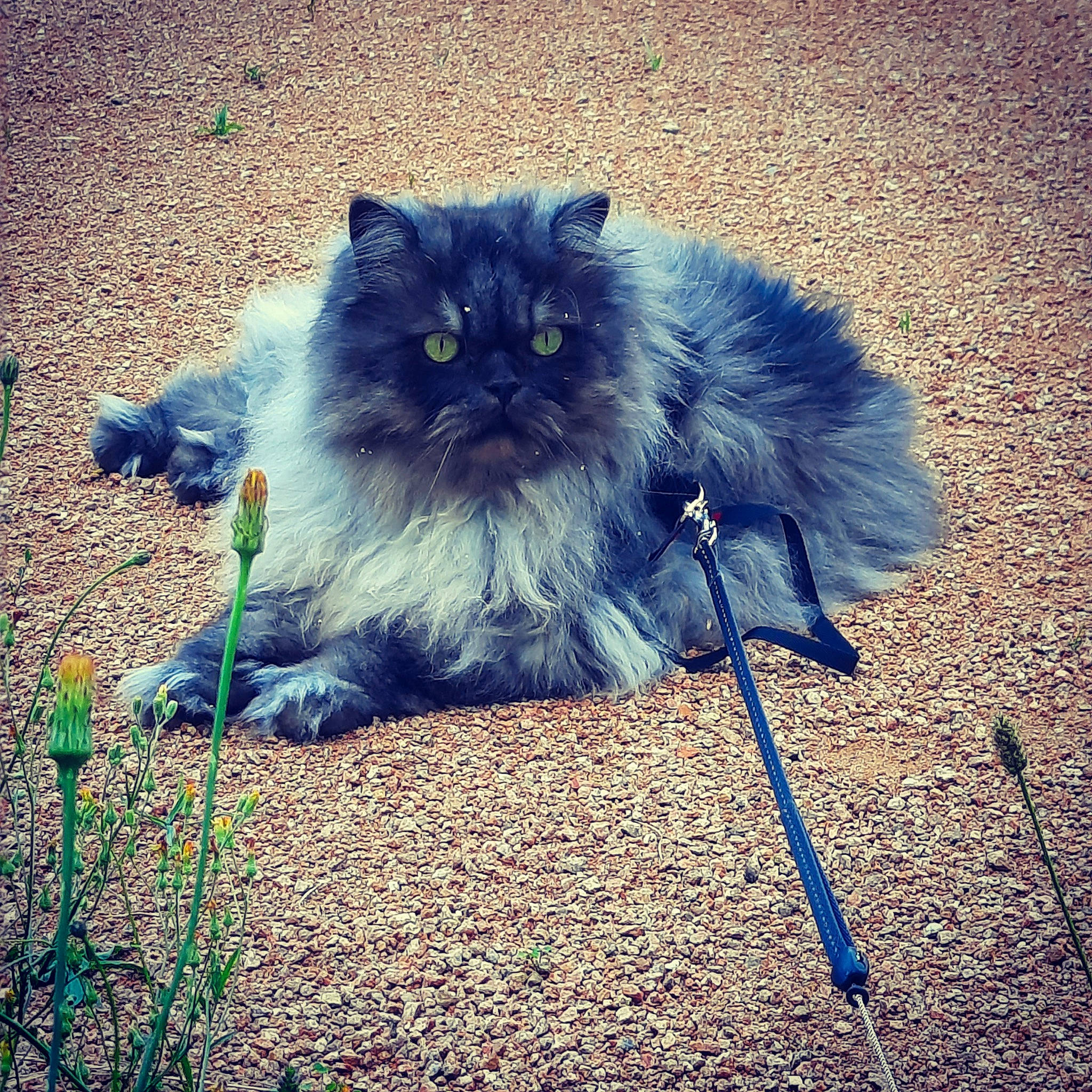 Mirliton participe au concours pour gagner de l'argent avec cette photo : asphalt, british_longhair, carnivore, cat, companion_dog, denim, electric_blue, felidae, fur, grass, grey, paw, plant, road_surface, sitting, small_to_medium_sized_cats, snout, tail, tints_and_shades, whiskers