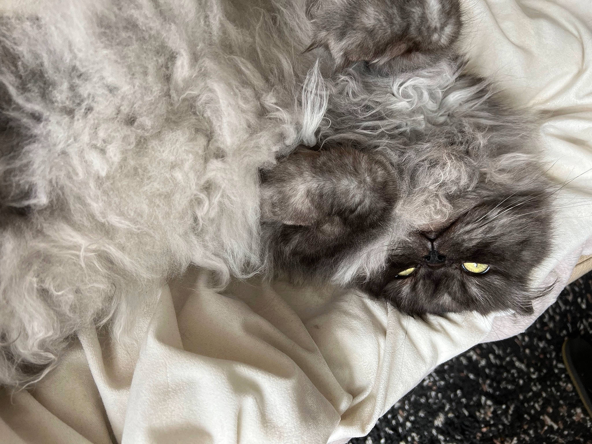 Mirliton a rejoint le concours — aidez-le/la à gagner de superbes lots ! black_and_white, carnivore, cat, claw, close_up, comfort, companion_dog, dog_breed, felidae, fur, gesture, grey, mammal, monochrome, monochrome_photography, small_to_medium_sized_cats, snout, style, tail, whiskers