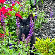 Larry joined the competition — help win amazing prizes! black_cat, kitten, flowers, purple_flowers, green_leaves, garden, plants, foliage, outdoor, nature, pet, animal, curious, young_cat, spring, summer, wildlife, close_up, colorful, eye_contact