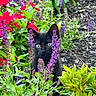 black_cat, kitten, flowers, purple_flowers, green_leaves, garden, plants, foliage, outdoor, nature, pet, animal, curious, young_cat, spring, summer, wildlife, close_up, colorful, eye_contact