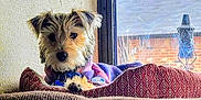 Gracee is registered to the contest to win money with this photo: animal, comfort, cozy, cushion, cute, dog, domestic_animal, face, fur, furniture, home, indoor, looking, mammal, paw, pet, relaxing, resting, sweater, window