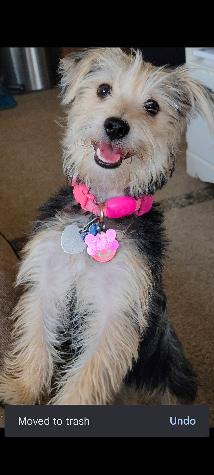 Gracee is registered to the contest to win money with this photo: animal, canine, collar, cute, dog, domestic_animal, friendly, fur, furry, happy, indoor, mammal, pet, pink_collar, playful, portrait, sitting, small_dog, smiling, tag