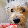 Gracee joined the competition — help win amazing prizes! animal, black_nose, close_up, curious, cute, dog, floor, food, fur, grey_fur, hand, home, indoor, looking_up, pet, small_dog, sniffing, strawberry, whiskers, white_fur