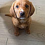 puppy, dog, brown, cute, pet, animal, floor, wooden_floor, indoor, sitting, looking, young, adorable, small, fur, ears, whiskers, nose, eyes, domestic_animal