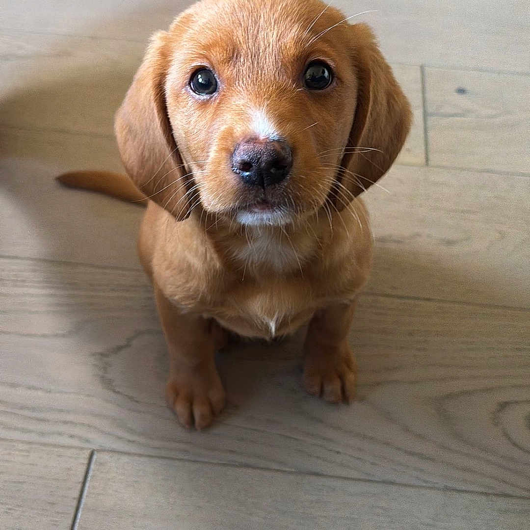 Bruno is registered to the contest to win money with this photo: adorable, animal, brown, cute, dog, domestic_animal, ears, eyes, floor, fur, indoor, looking, nose, pet, puppy, sitting, small, whiskers, wooden_floor, young