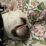 animal, bed, bedding, close_up, companion, cozy, cute, dog, domestic_animal, ear, floral_pattern, fur, indoor, pet, relaxed, resting, sleeping, snout, tongue_out, white_dog